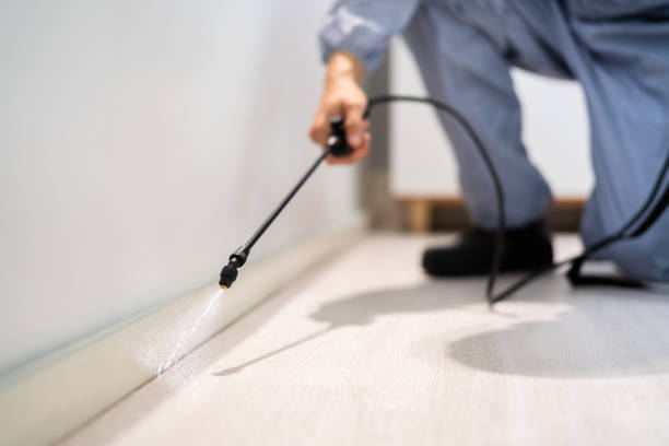 Licensed Wasp Removal service in Howard City, MI - Show Me Pest Control
